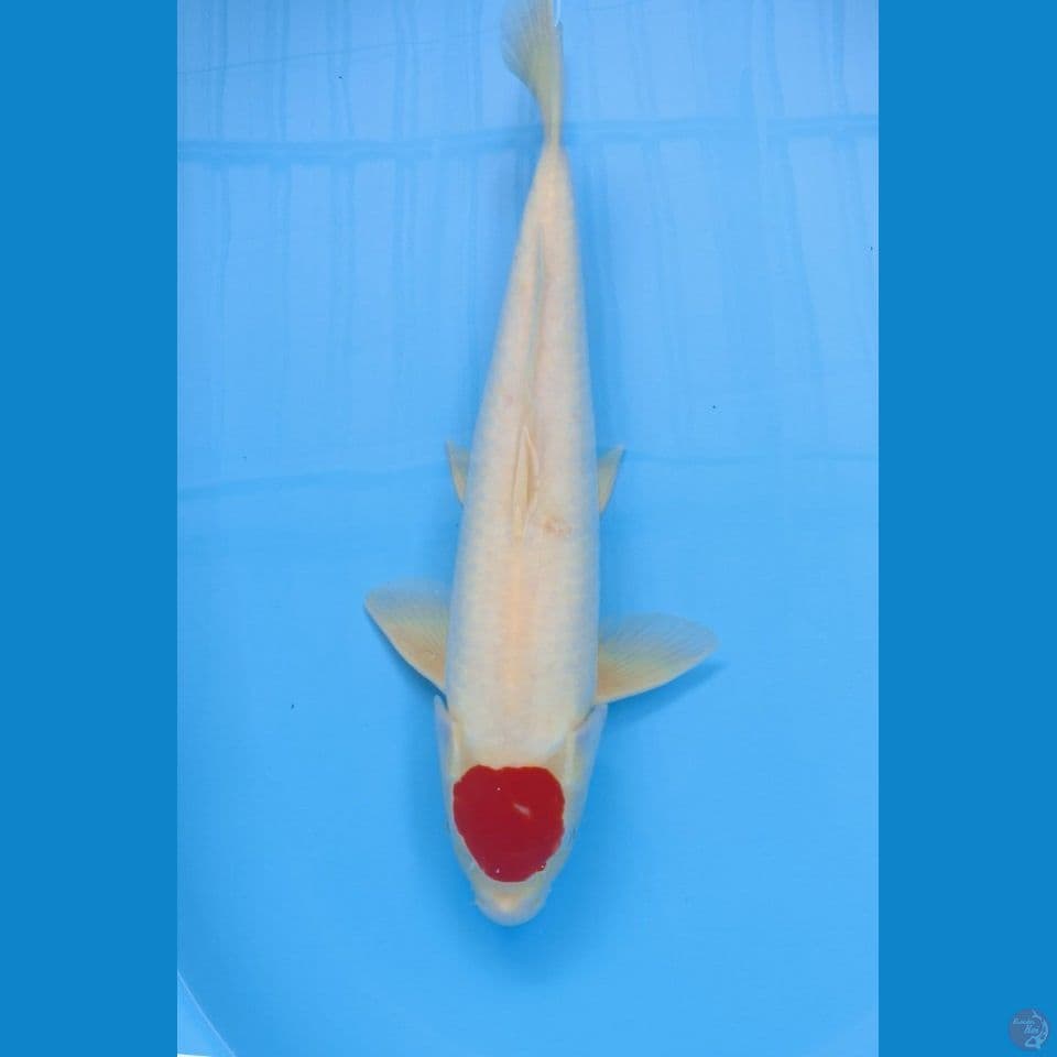 Tancho kohaku orii 45cm jantan