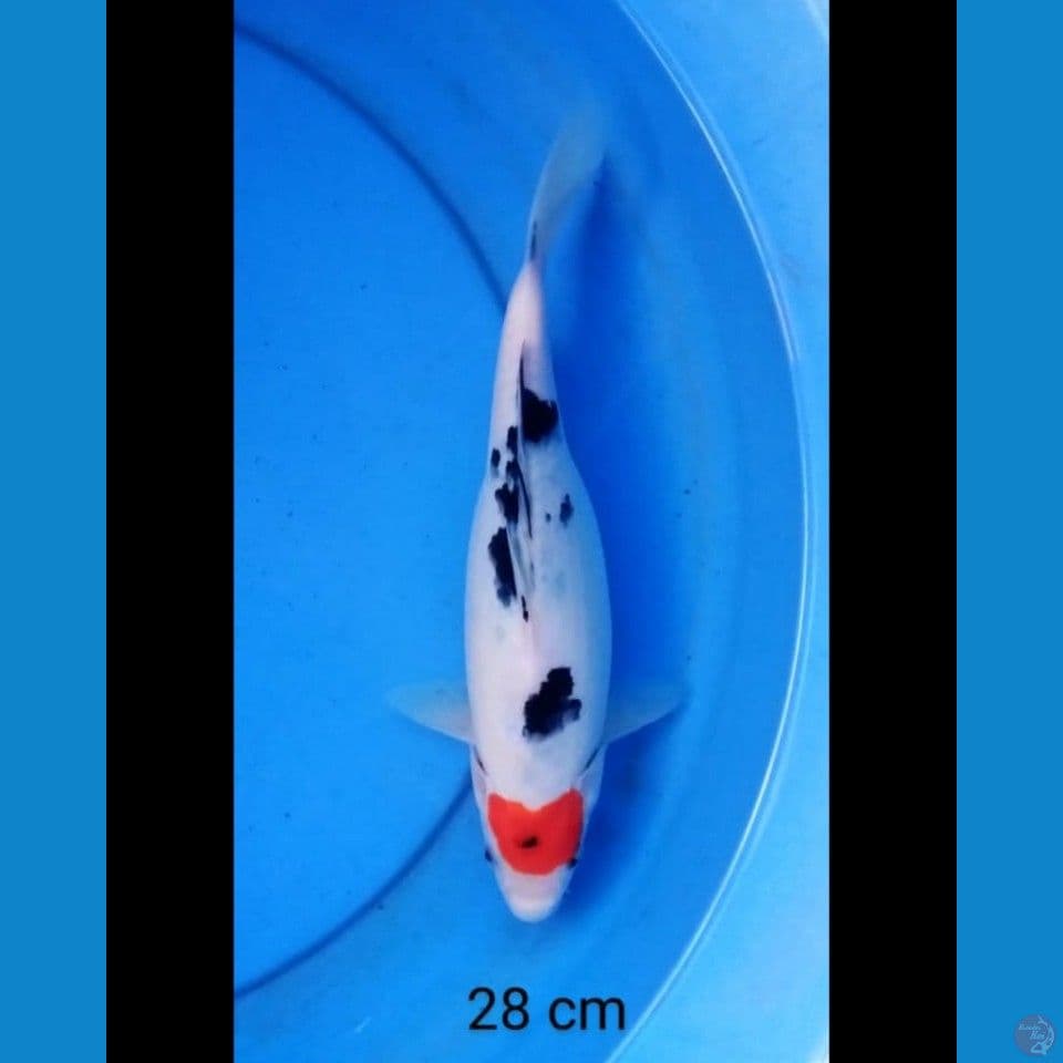 Tancho sanke love 28 cm ori