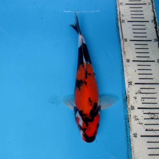 SHOWA 27 CM