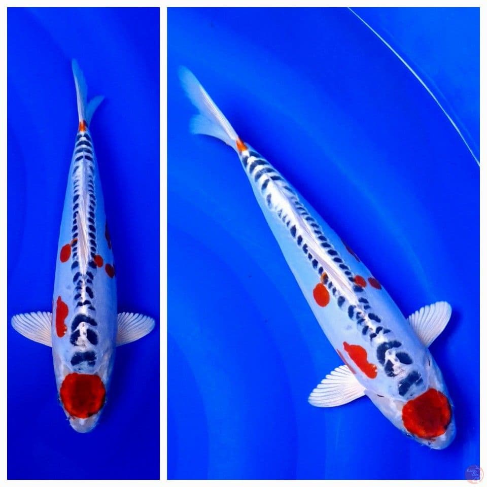 maruten kujaku doitsu original 35cm