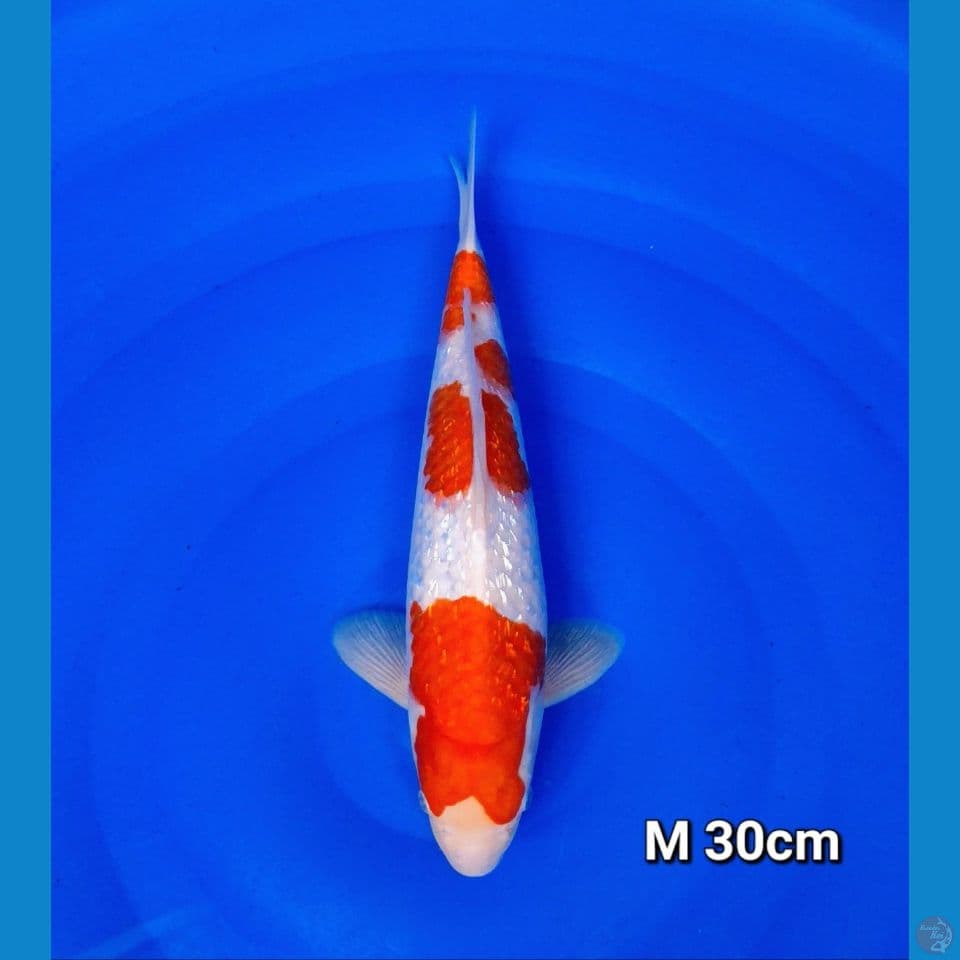 kohaku gindrin 30cm (male)