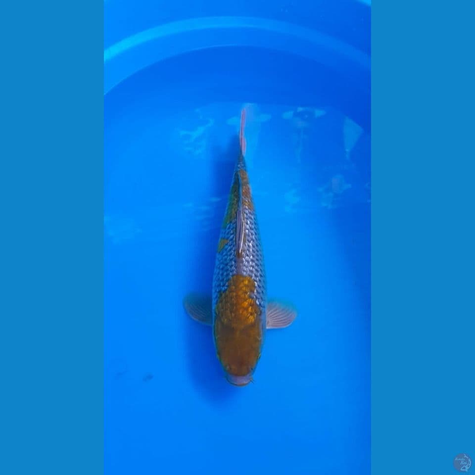 ochiba ginrin 38cm