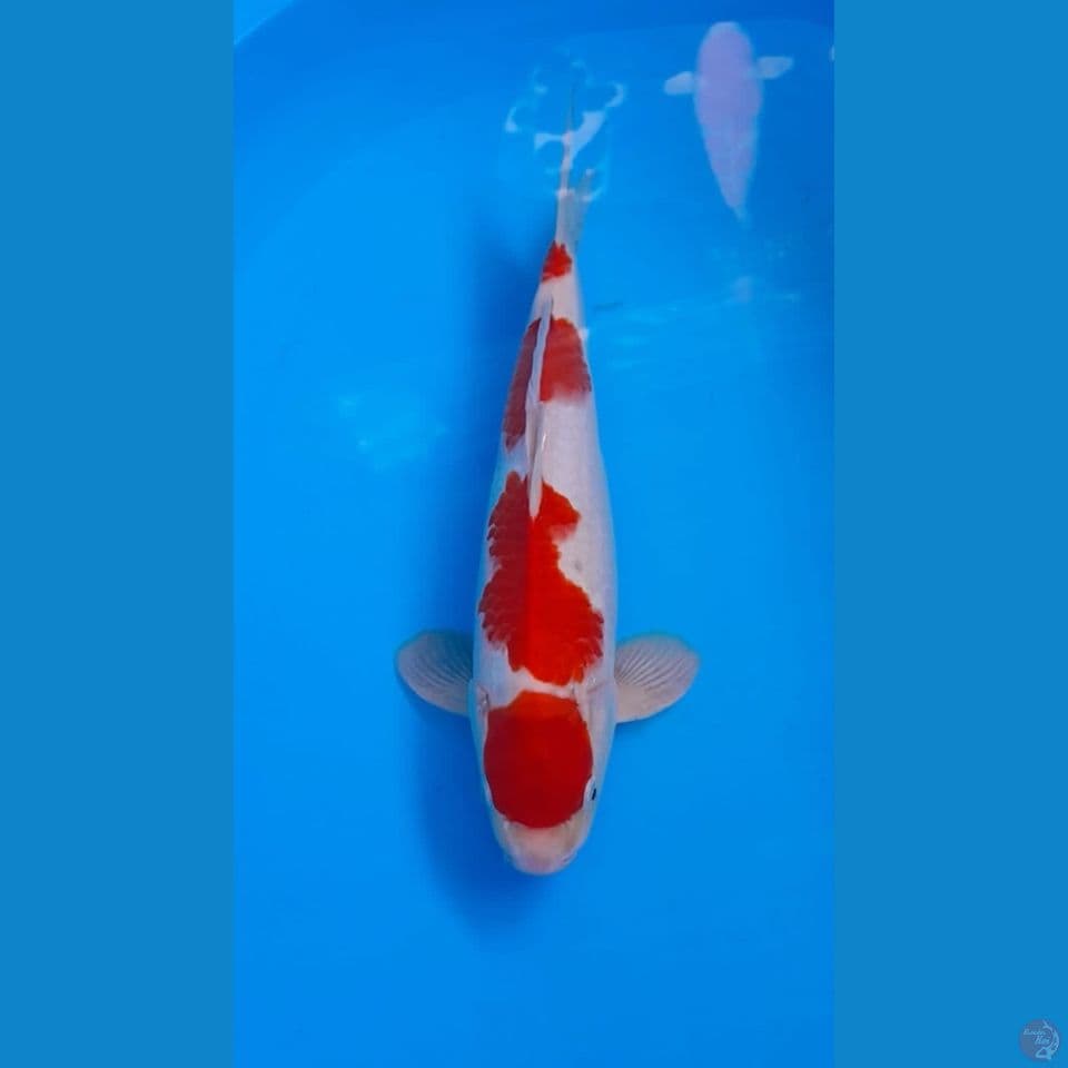 Kohaku 34cm