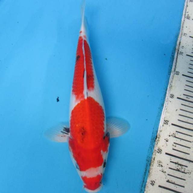 Showa Tategoi 30 cm