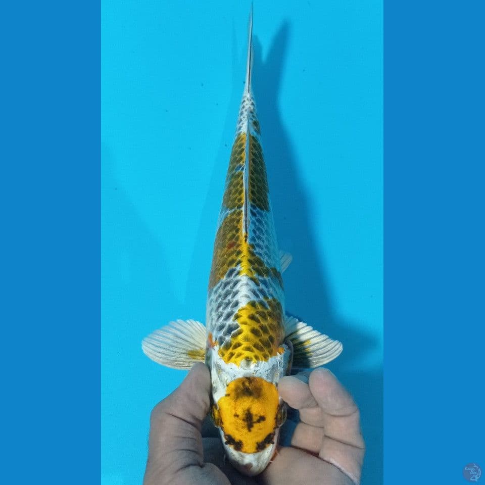 MARUTEN 32