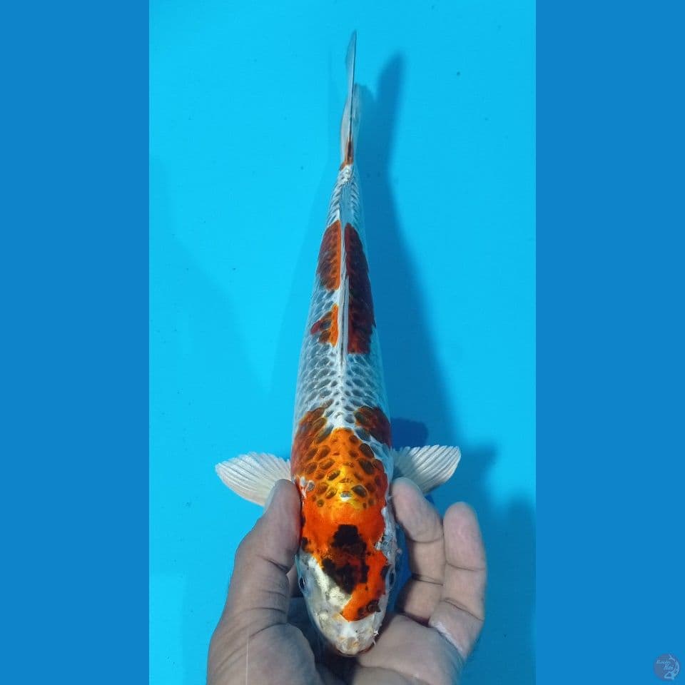 kujaku 32