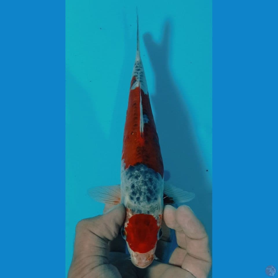 maruten 23