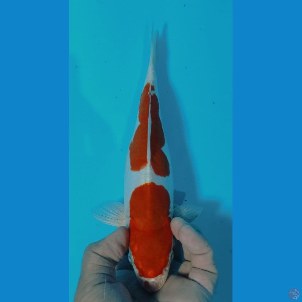 KUSUI 27