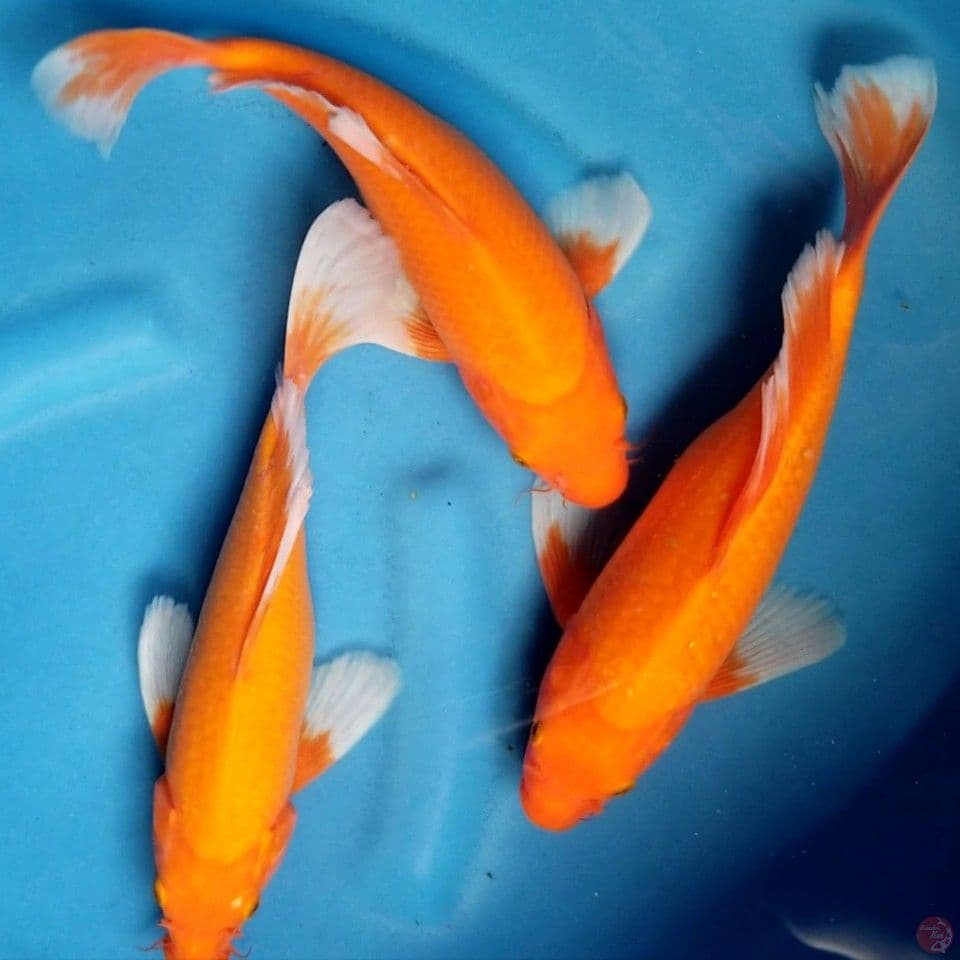 KUMPAY AKAHAJIRO 27-28 CM