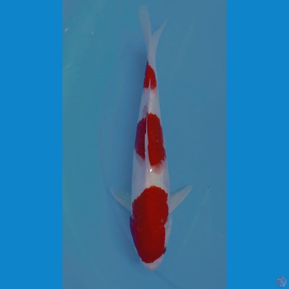 kohaku 30