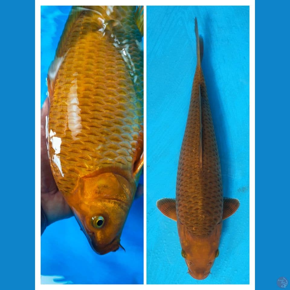 karamel ring rapi 36cm