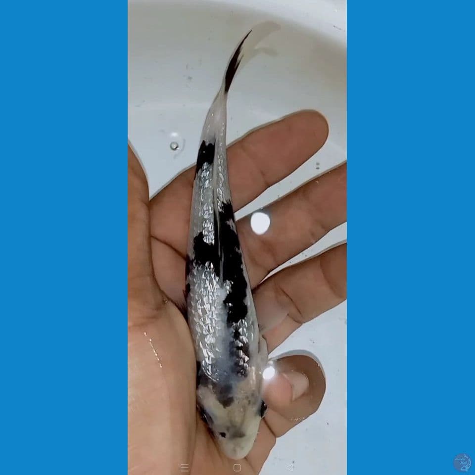 Shiro ginrin 14cm