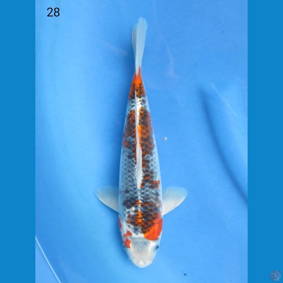 28cm - Goshiki Kuro tategoi