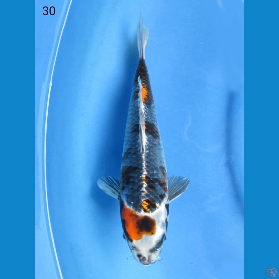 30cm - SQ Kawarimono