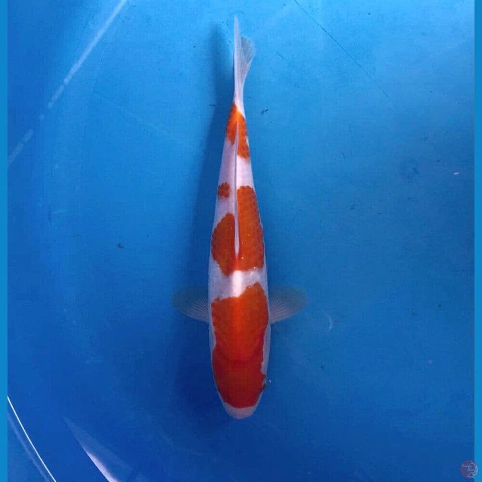 kohaku 25cm