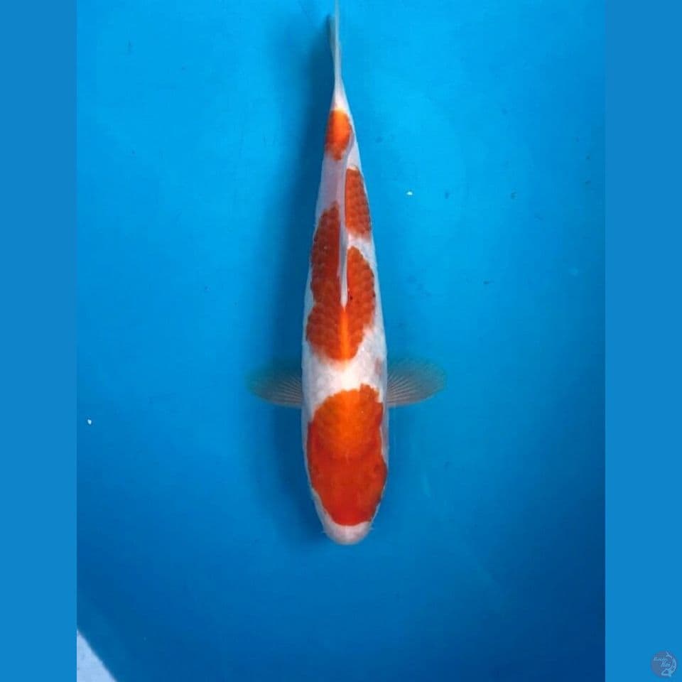 kohaku 24cm