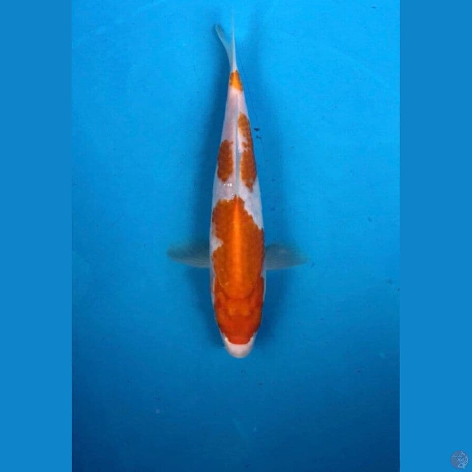 kohaku 22cm