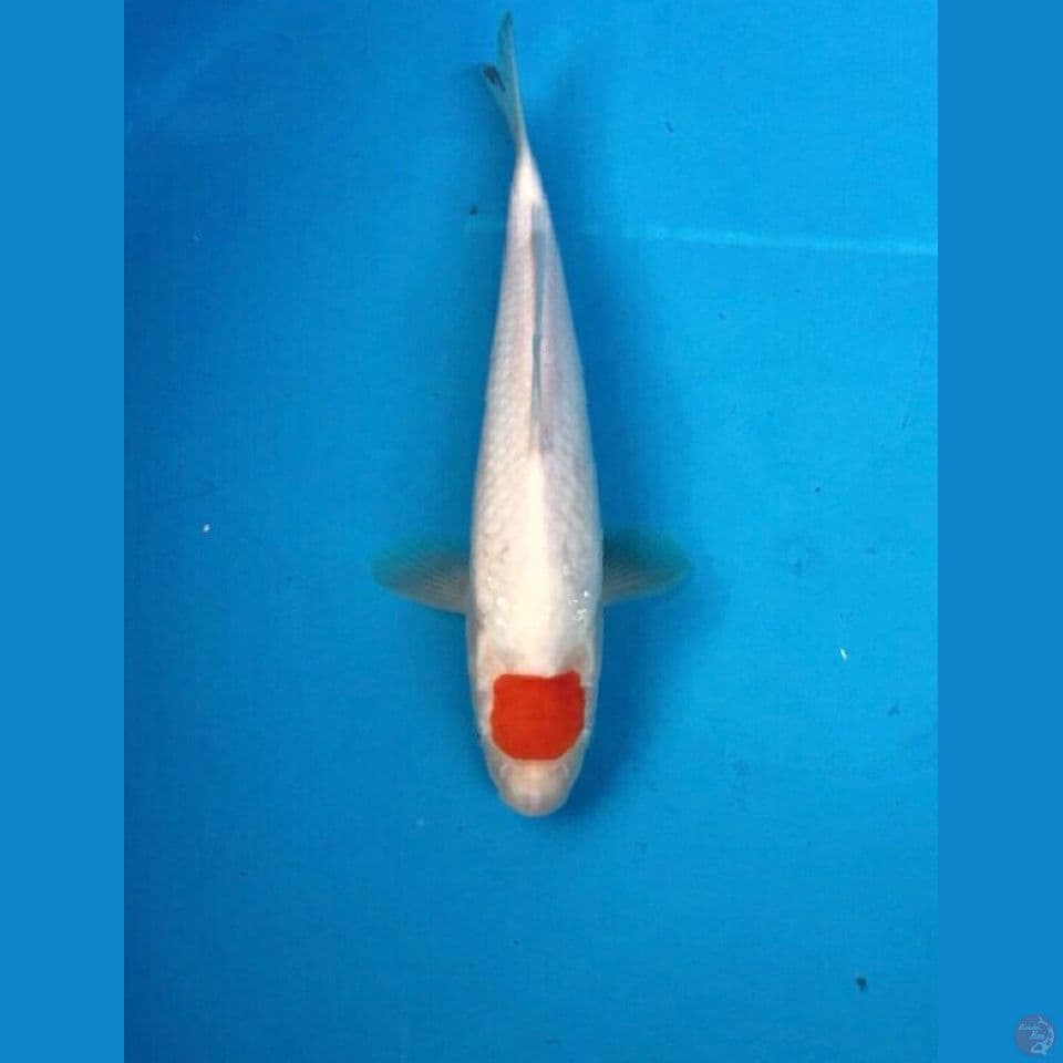 tancho kohaku 22cm