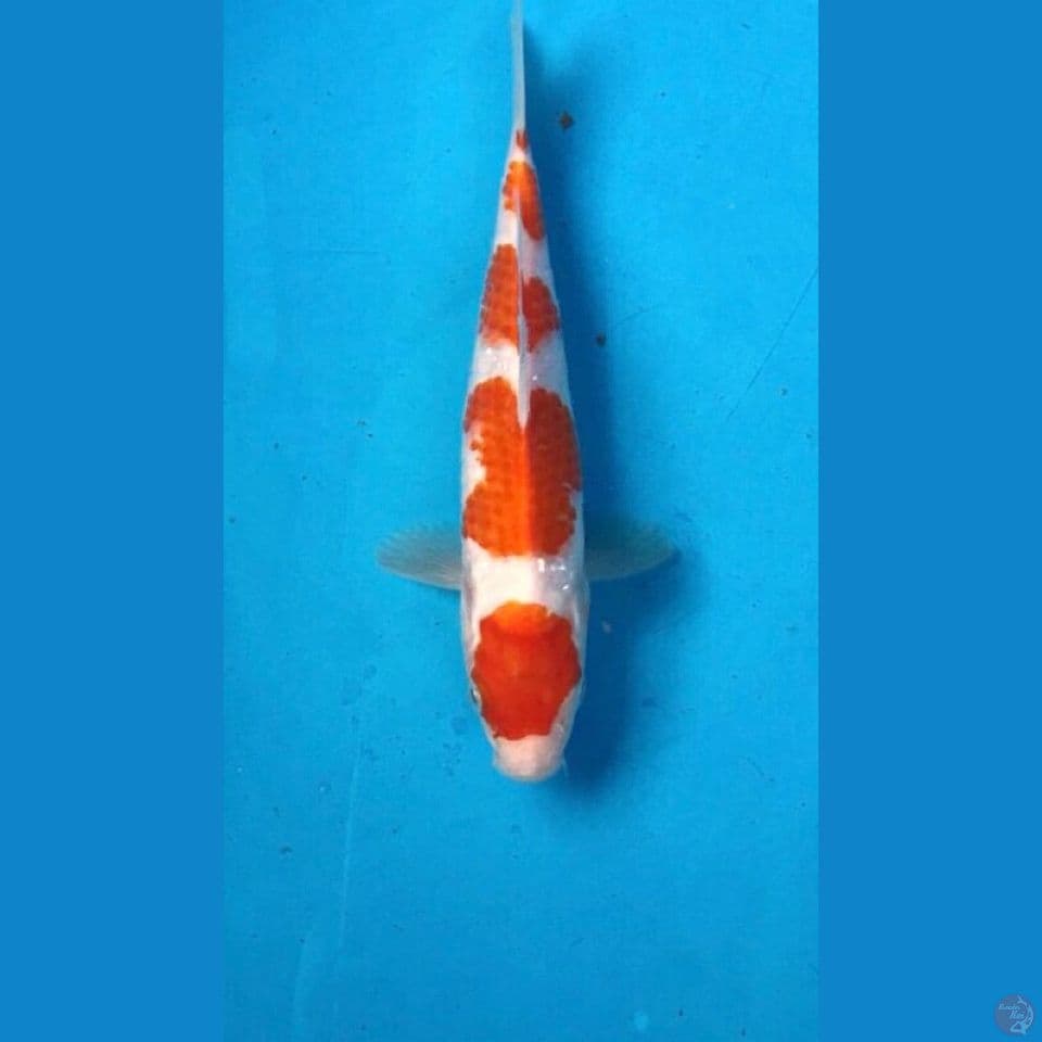 kohaku 18cm