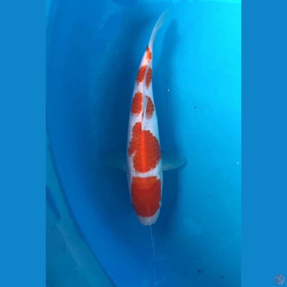kohaku 21cm