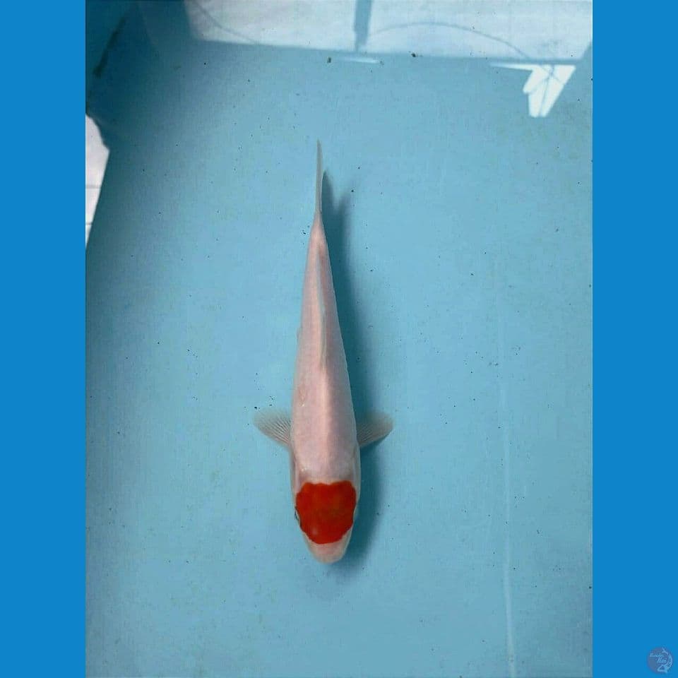 tancho kohak, 18 cm