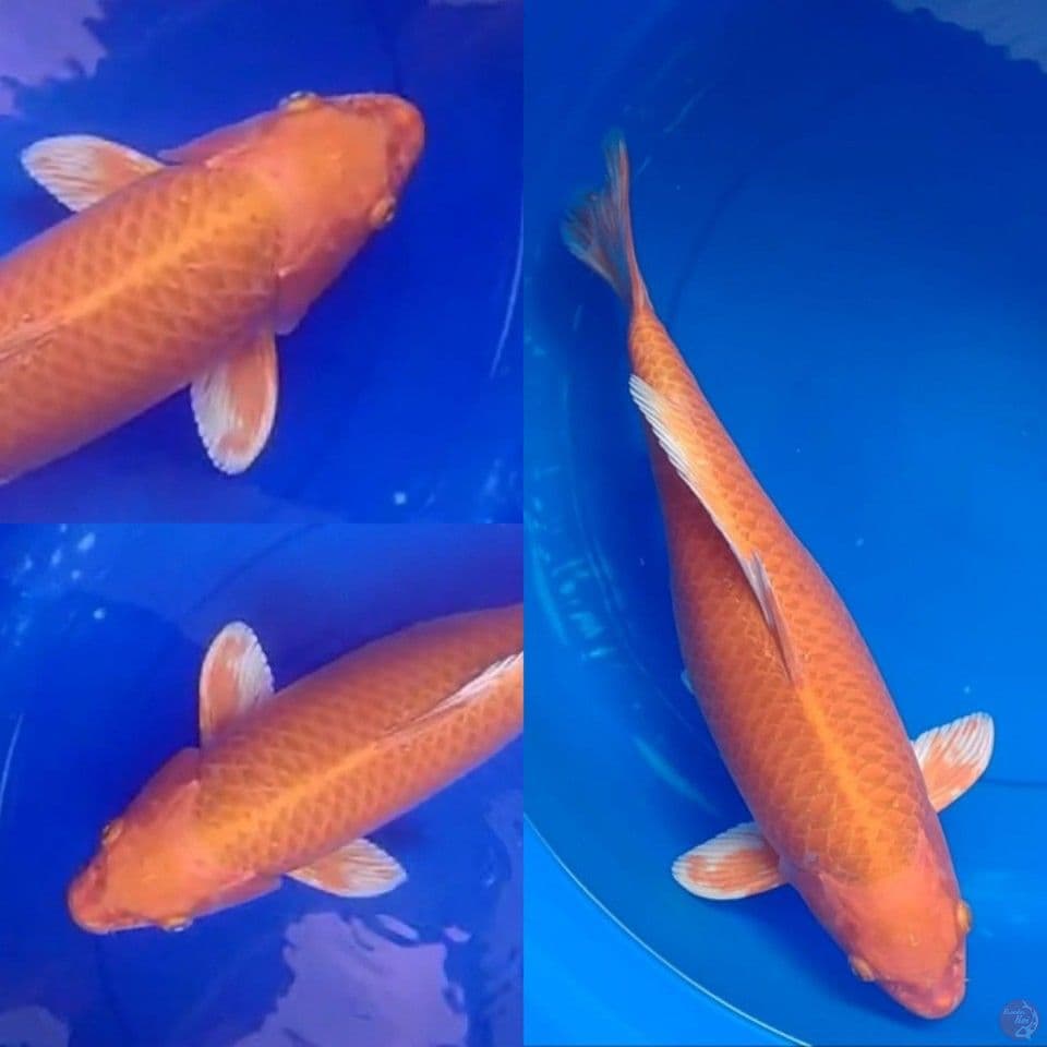 Orenji Ogon 45 cm