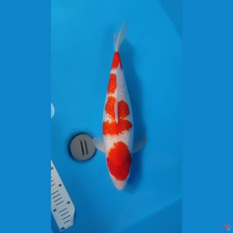 KOHAKU GINRIN JUMBO 42CM~FEEMALE