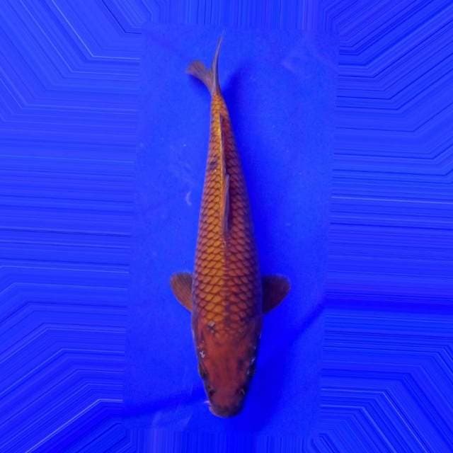 Caghoi ginuk” 26 cm