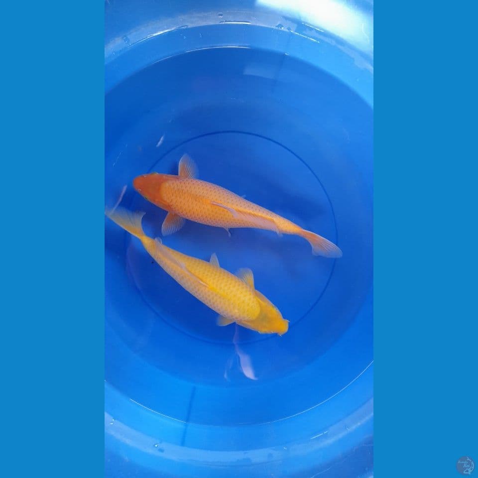 32cm 2 ekor karasi Quallity