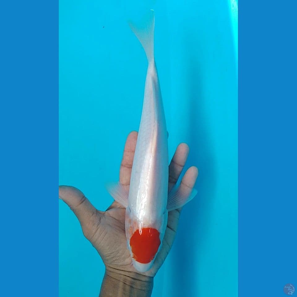 tc kohaku size : 30 cm