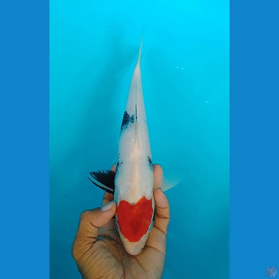 tc showa showa size : 27 cm