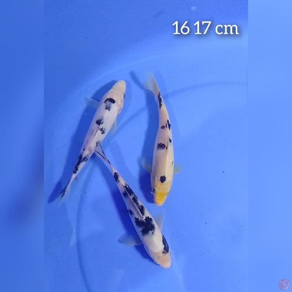 bekko size : 16 17 cm