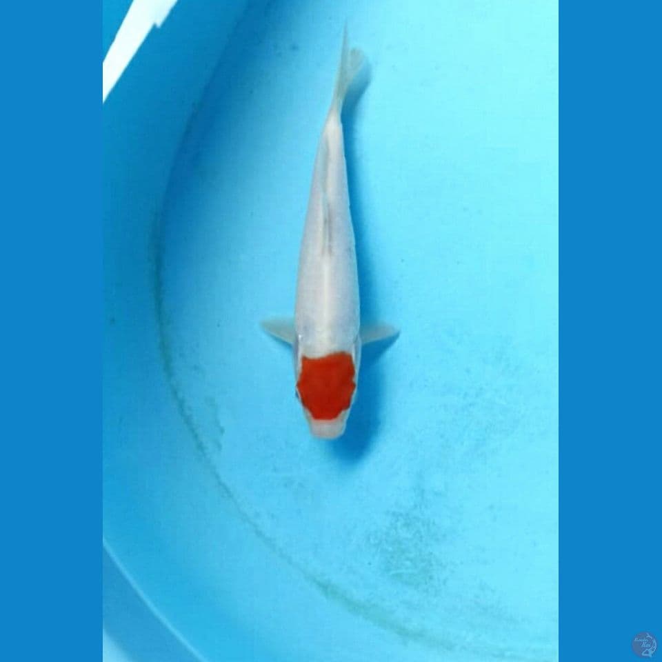 Tancho 17cm