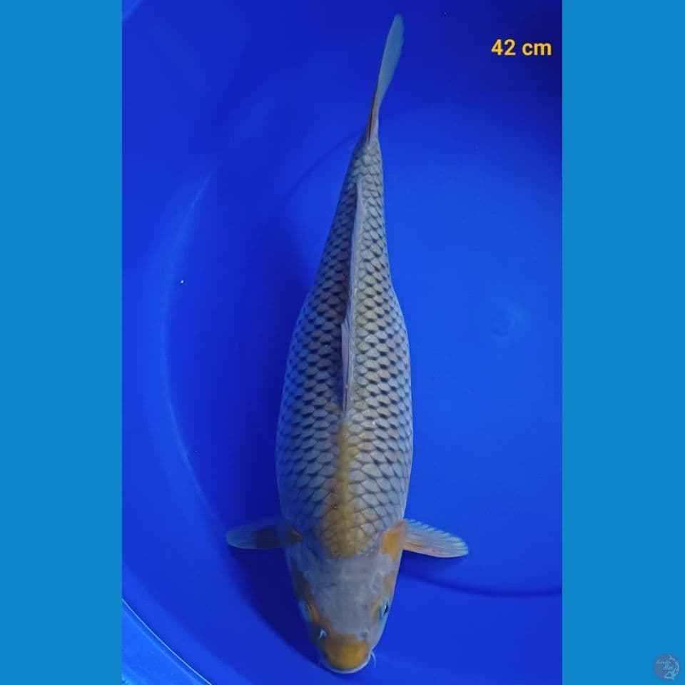 soragoi 42cm