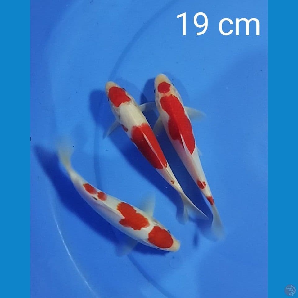 kohaku size : 19 cm