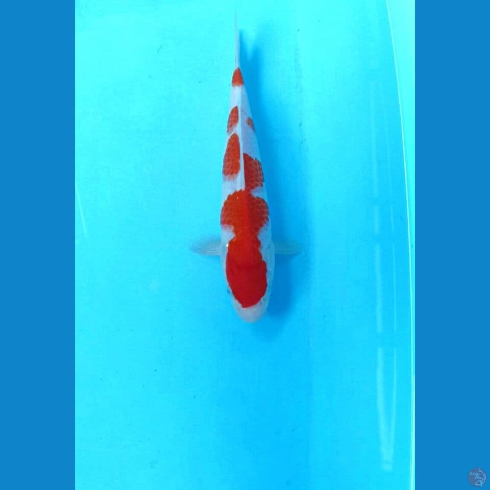 Kohaku 20cm