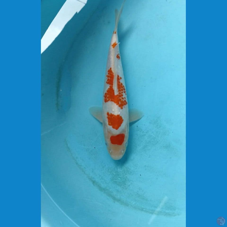 Kohaku 22cm