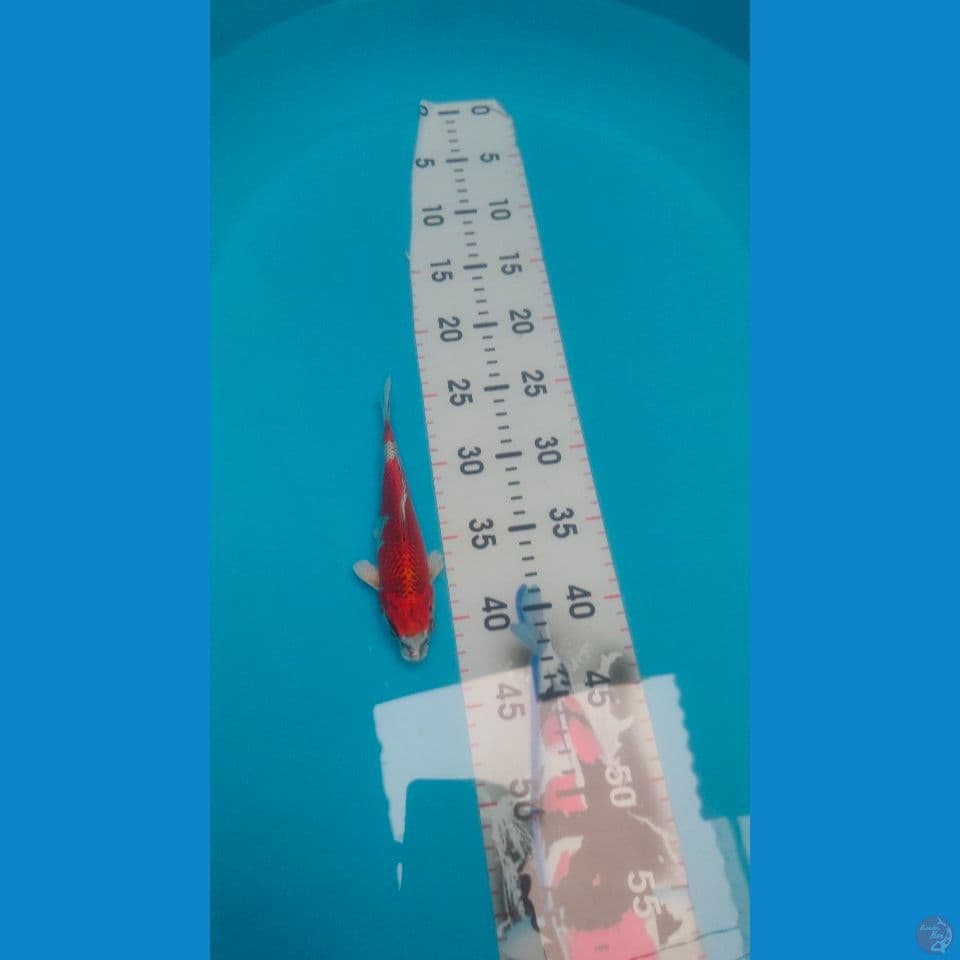 Super Red Kujaku HQ 18cm™
