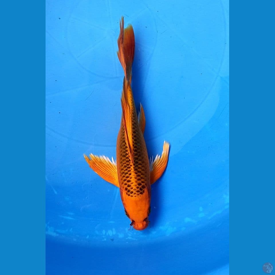 KUMPAI MATSUBA 24CM MALE