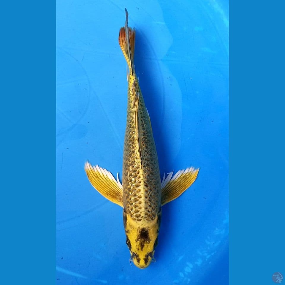 MUKASHI GOLD GINRIN 25CM MALE