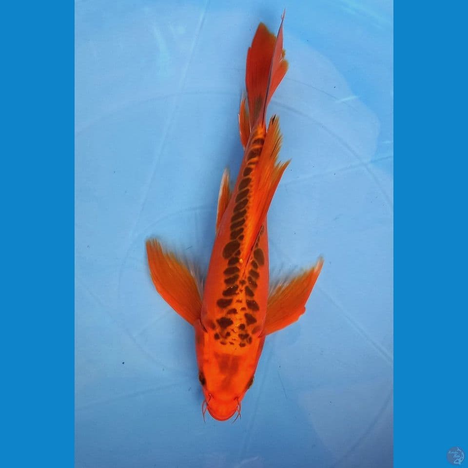 MIZUO OGON 26cm MALE