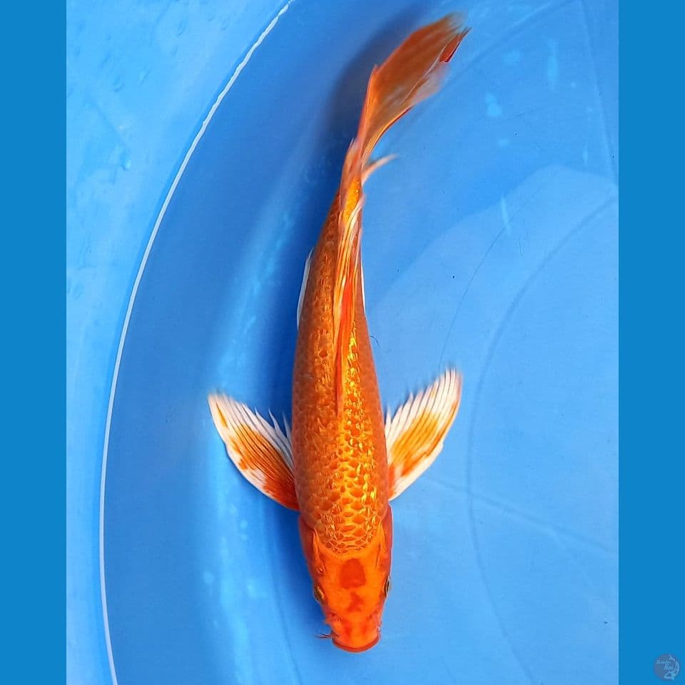 ORENJI GINRIN 26cm MALE