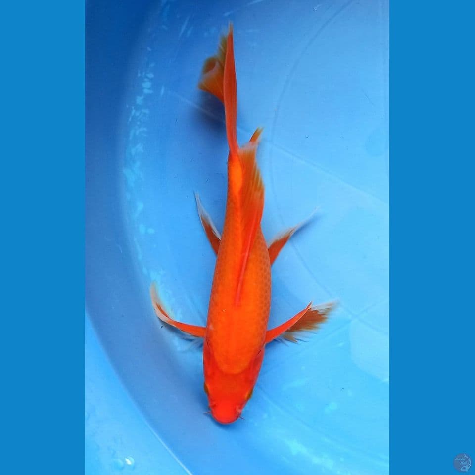 AKA HAJIRO 26cm MALE