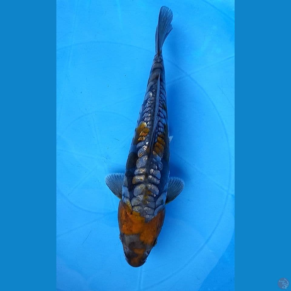 OCHIBA ARAGOKE GINRIN 25CM FEMALE