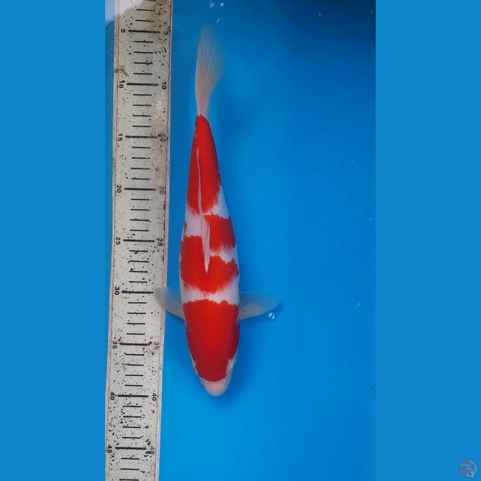 kohaku
