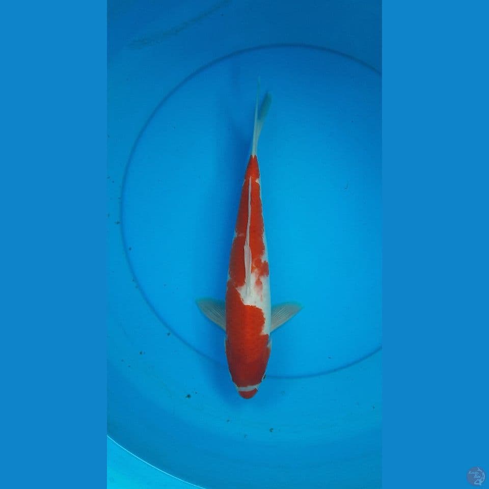 kohaku