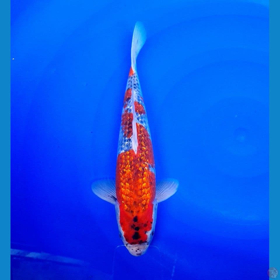 goshiki gindrin male 30cm