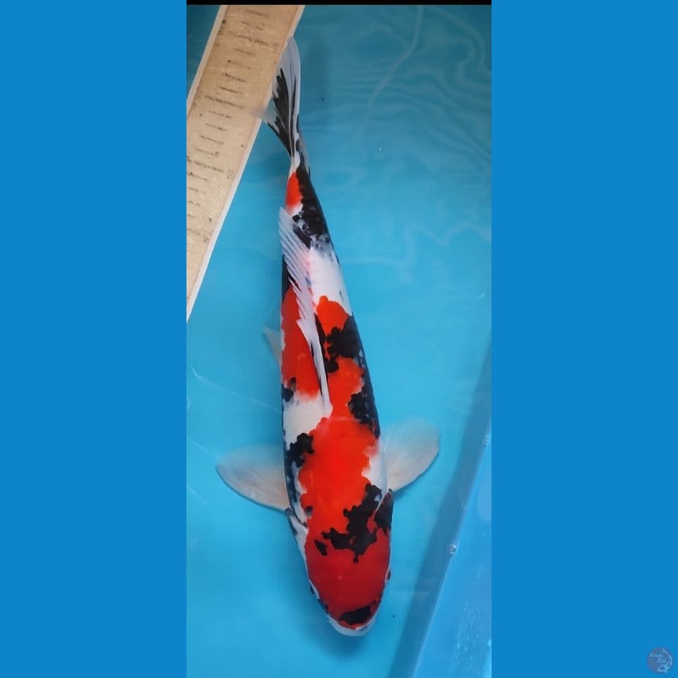Showa SQ 40 cm jantan