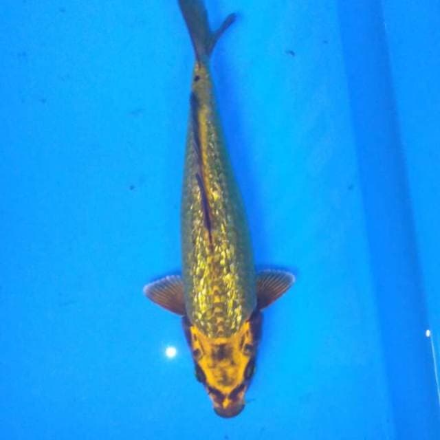 Gold mukashi giinrin