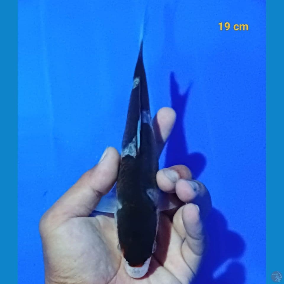 mini budogoromo 15cm